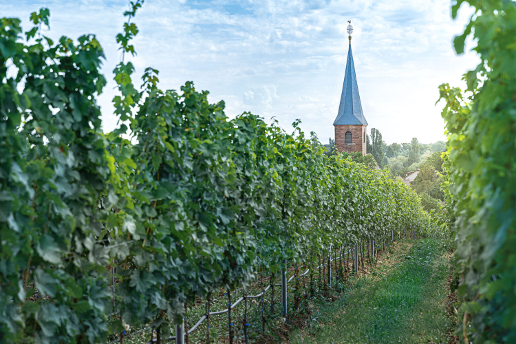 萊斯特.馮.布爾酒莊介紹 萊斯特.馮.布爾酒莊介紹